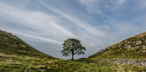 ey-a-young-boy-at-sycamore-gap-on-the-hadrians-wall