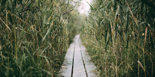 Boardwalk-stretches-off-through-the-long-grass