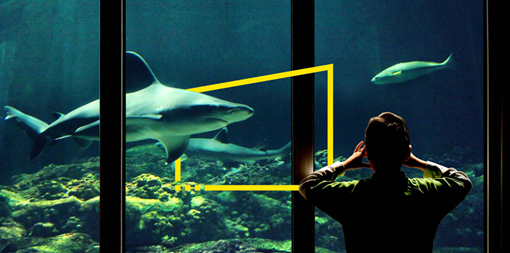 ey-child-watching-sharks-in-aquarium