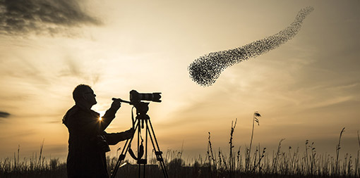 ey-man-photographing-a-flock-of-migrating-starlings