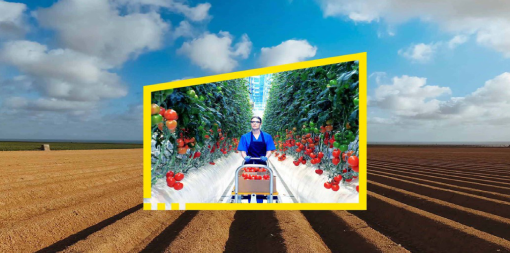 reframe-your-future-field-woman-tomatoes-greenhouse