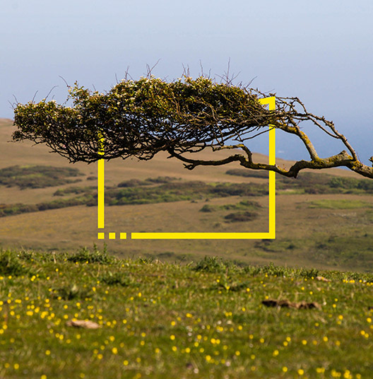 ey-windswept-tree-on-the-south-downs-uk-static